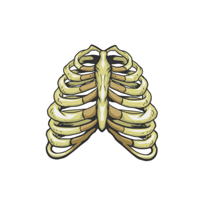 Rib skeleton vector asset skull skeleton ribs